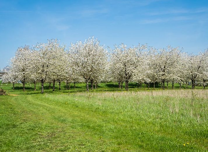 Unterkunft 285002 - Ferienhaus Rivierengebied - Vakantiehuis in Deil