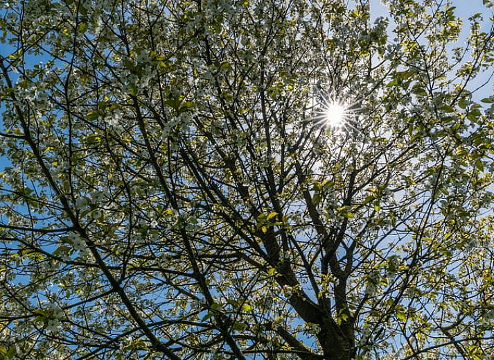 Unterkunft 285002 - Ferienhaus Rivierengebied - Vakantiehuis in Deil