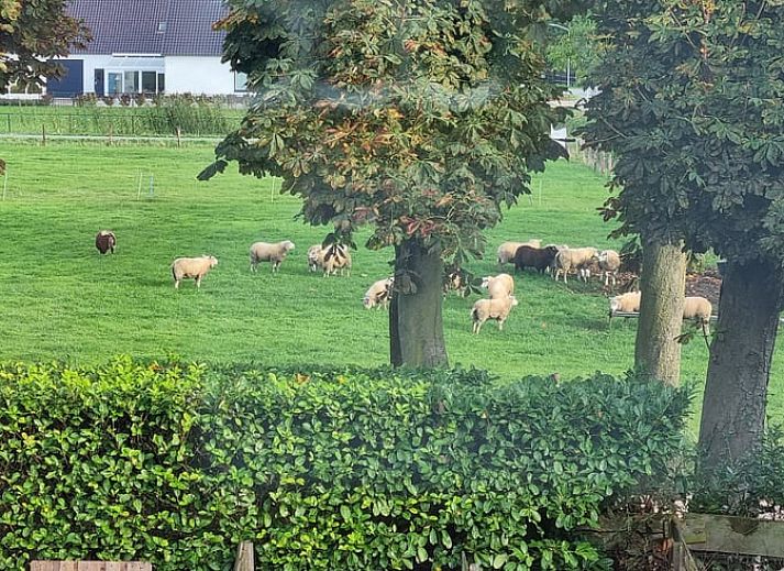 Unterkunft 285502 - Ferienhaus Rivierengebied - Vakantiehuisje in Winssen