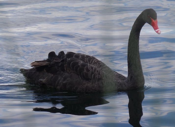 Direct access to the lake from Cottage in Maasbommel, vacation home in Gelderland.