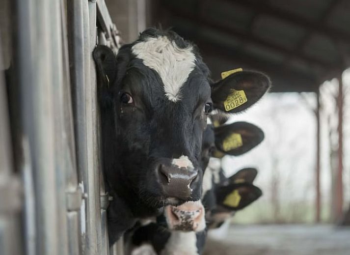 Stilvolle Details im Inneren des Ferienhauses in Rossum, Rivierengebied.