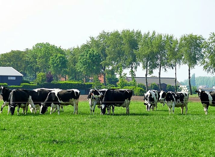 Modernes Badezimmer im Ferienhaus in Rossum mit einzigartigem Waschbecken, Rivierengebied.