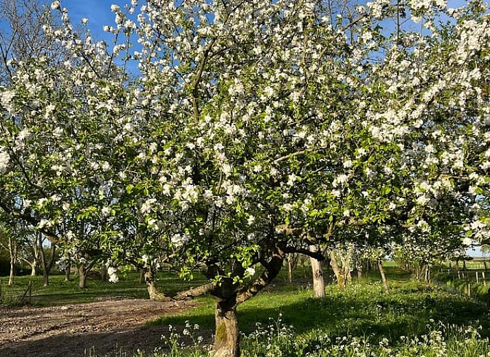 Unterkunft 289401 - Ferienhaus Rivierengebied - Vakantiehuisje in Neerijnen