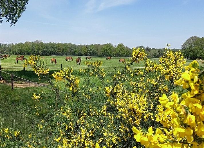 Stijlvolle woonkamer met bloemen in Vakantiewoning Hogeweg, Winterswijk, gelegen in de prachtige Achterhoek.