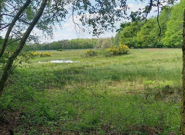 Frisse zonnebloemen in de woonkamer van Vakantiewoning Hogeweg, Winterswijk, Achterhoek, Gelderland.