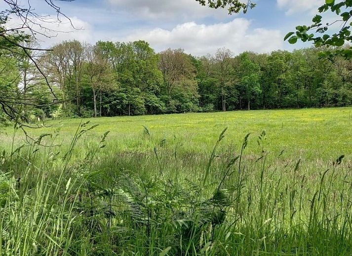 Frisse zonnebloemen in de woonkamer van Vakantiewoning Hogeweg, Winterswijk, Achterhoek, Gelderland.