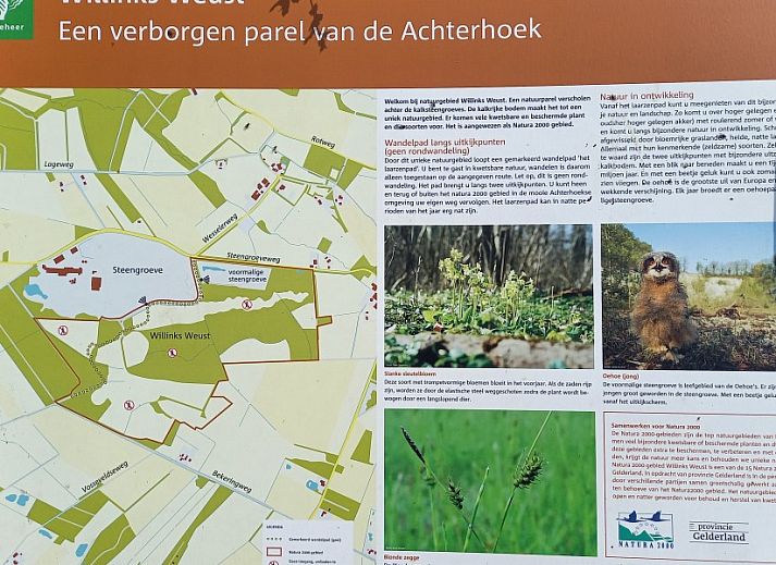 Frisse zonnebloemen in de woonkamer van Vakantiewoning Hogeweg, Winterswijk, Achterhoek, Gelderland.