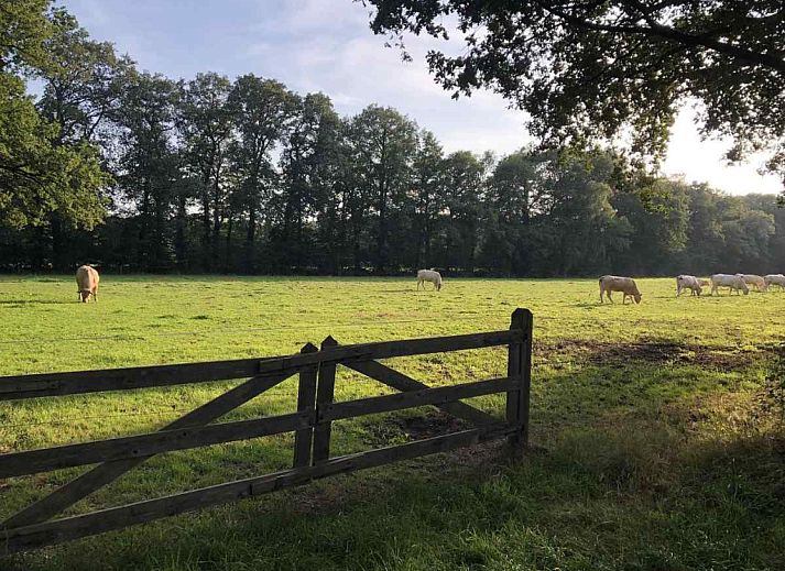 Natuerlicher Lebensraum in der Umgebung der DG312 in Winterswijk mit Wildfuchs im bluehenden Feld.