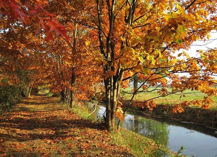 Natuerlicher Lebensraum in der Umgebung der DG312 in Winterswijk mit Wildfuchs im bluehenden Feld.