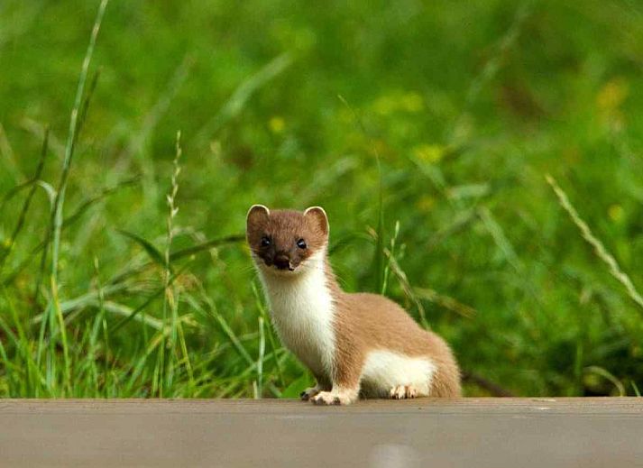 Ruhiger Garten am Ferienhaus DG312 in Winterswijk, Achterhoek mit schattigen Ecken.
