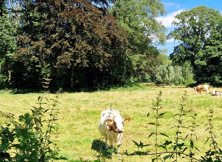 Gezellige keuken en eetruimte in Boshuisje de Wielewaal, vakantiehuis in Winterswijk, Achterhoek, Gelderland, met moderne voorzieningen.