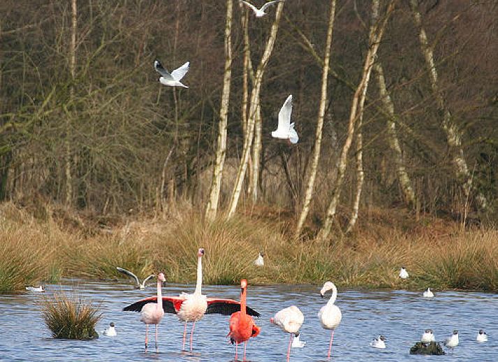 Unterkunft 290129 - Ferienhaus Achterhoek - 't Zwaontje
