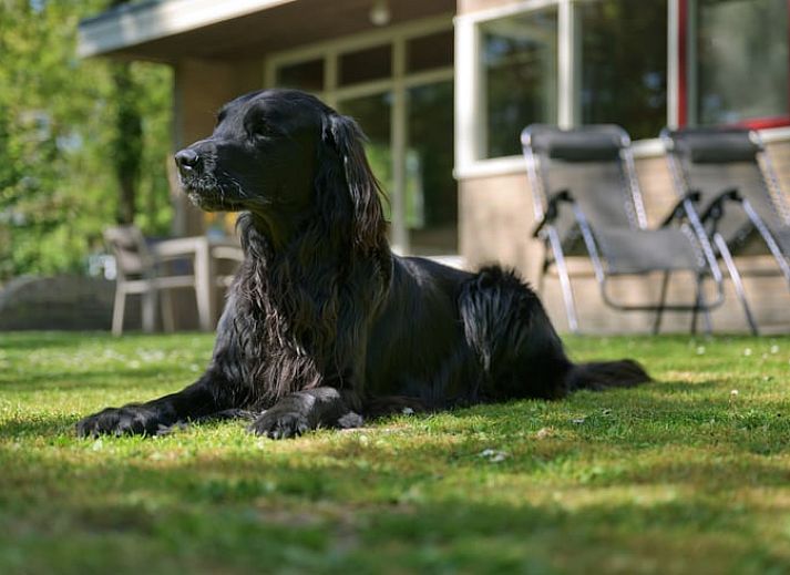 Vakantiehuisje in Winterswijk, gelegen in de Achterhoek, omringd door groene natuur.