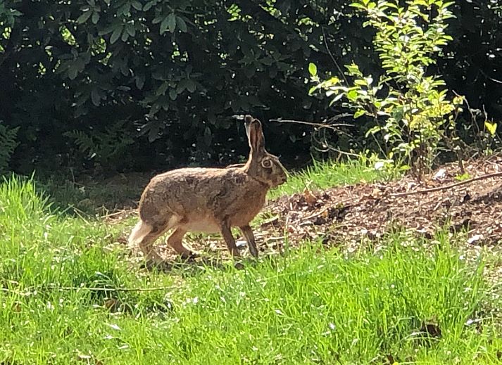 Unterkunft 290140 - Ferienhaus Achterhoek - Vakantiehuis Geräumiges Ferienhaus mitten im Wald