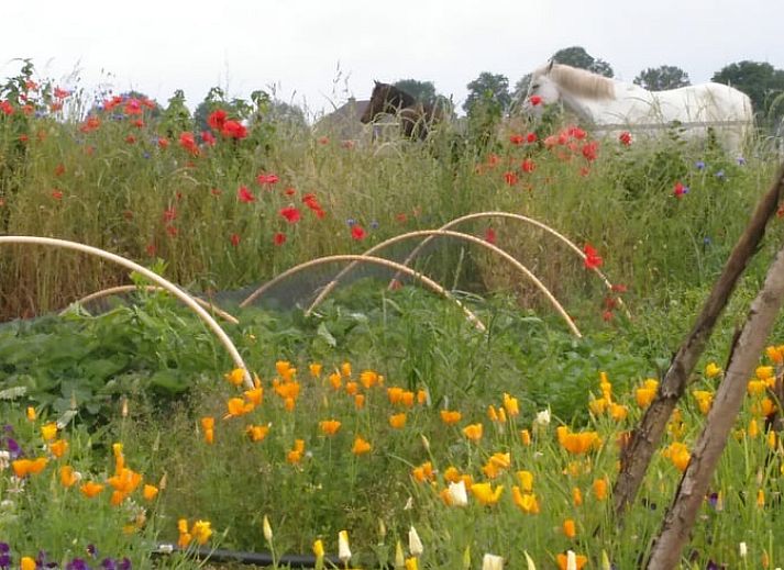 Guest house 290208 - Holiday property Achterhoek - Vakantiehuisje in Barchem