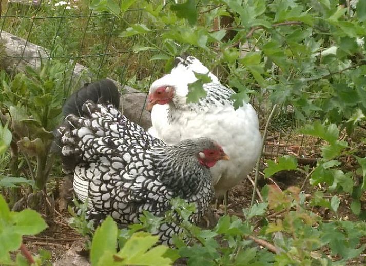 Guest house 290208 - Holiday property Achterhoek - Vakantiehuisje in Barchem