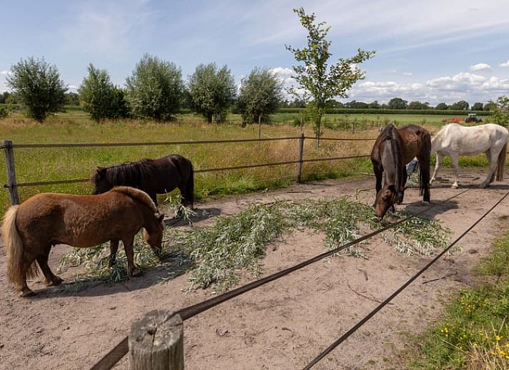 Guest house 290208 - Holiday property Achterhoek - Vakantiehuisje in Barchem