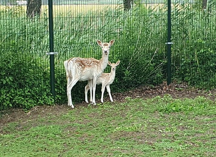 Natuurrijk uitzicht bij Huisje in Barchem, vakantieaccommodatie in Achterhoek, Gelderland.