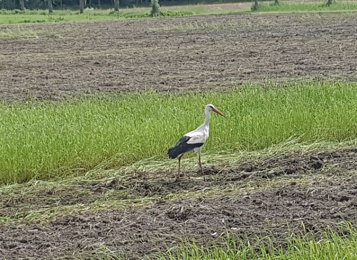Sneeuwlandschap bij Huisje in Barchem, vakantieverblijf in de Achterhoek, Gelderland.