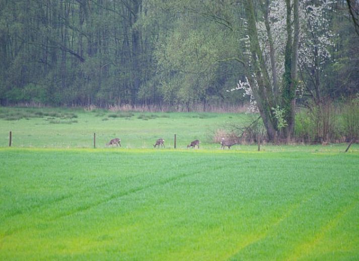 Sneeuwlandschap bij Huisje in Barchem, vakantieverblijf in de Achterhoek, Gelderland.
