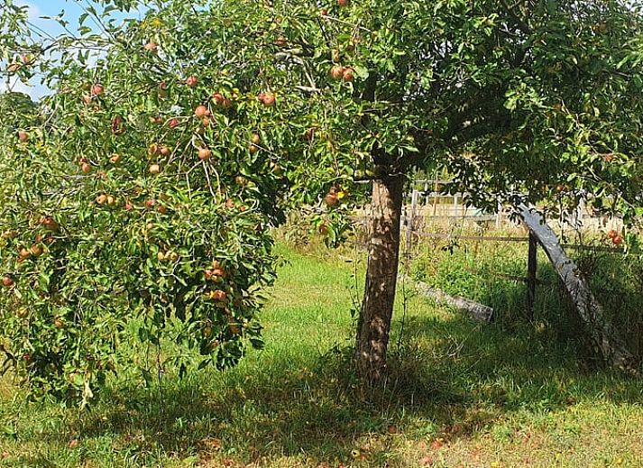 Guest house 290215 - Holiday property Achterhoek - Vakantiehuisje in Barchem