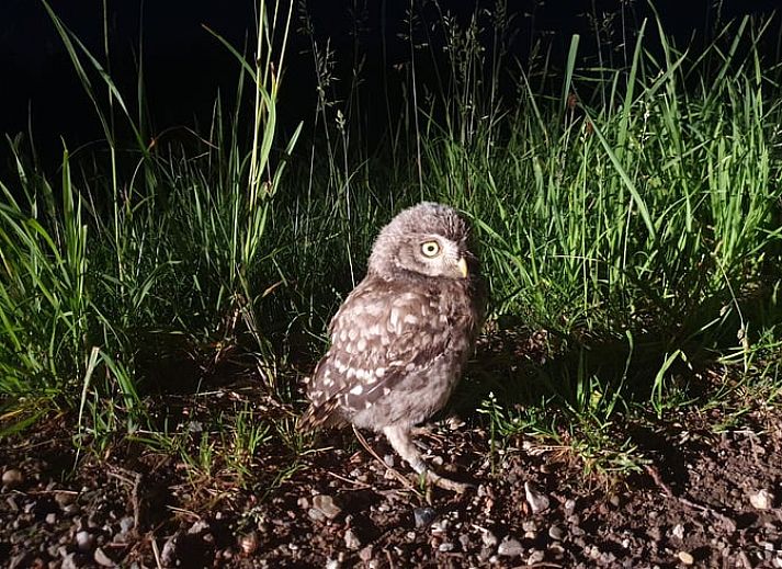 Guest house 290215 - Holiday property Achterhoek - Vakantiehuisje in Barchem