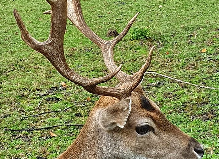 Guest house 290215 - Holiday property Achterhoek - Vakantiehuisje in Barchem