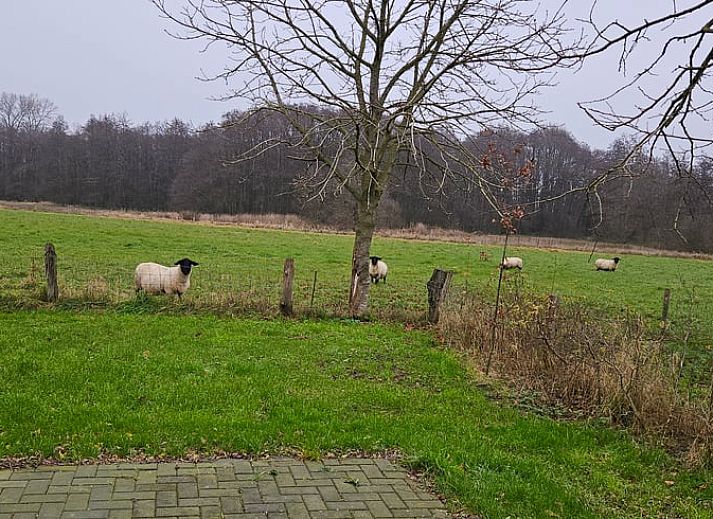 Unterkunft 290221 - Ferienhaus Achterhoek - Huisje in Barchem