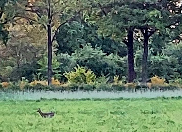 Aussenansicht des Ferienhauses in Rekken, umgeben von Natur in Achterhoek, Gelderland.