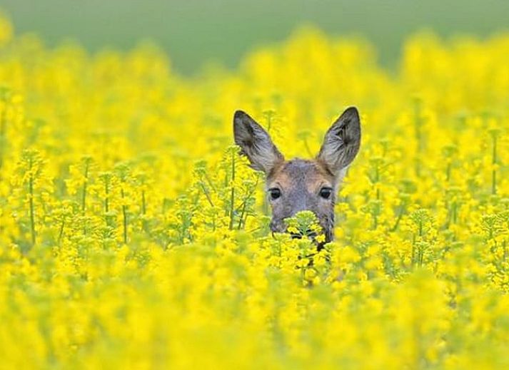 Gemuetliches Interieur des Ferienhauses in Halle, Achterhoek, mit Holzausstattung.