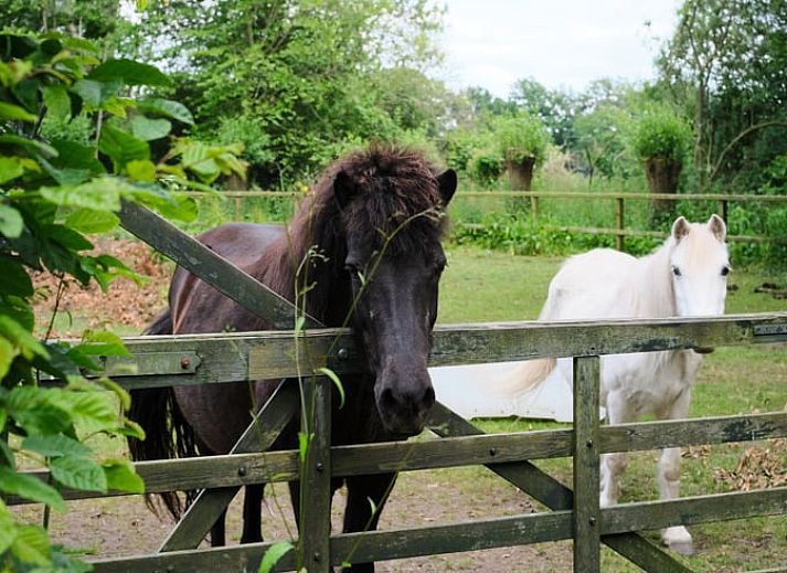 Gemuetlicher Innenbereich des Ferienhauses in Zelhem, Achterhoek, mit Blick auf die gruene Natur durch ein schoenes Fenster.