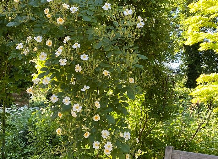 Moderne Kueche im Ferienhaus in Zelhem, Achterhoek, Gelderland mit Holzinterieur und Blick auf die gruene Umgebung.