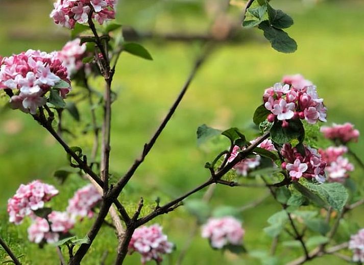 Guest house 291105 - Holiday property Achterhoek - Vakantiehuisje in Epse