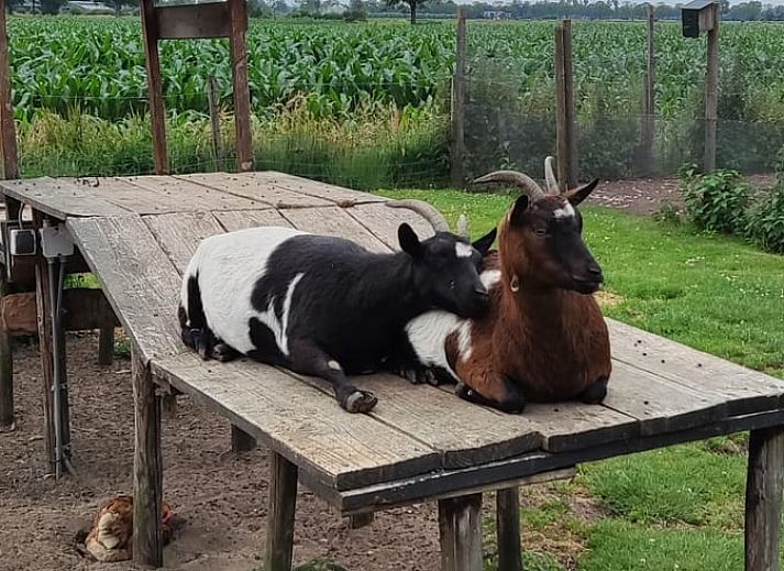 Aussenbereich mit Sitzgelegenheiten im Ferienhaus in Ruurlo, ideal um die laendliche Atmosphaere in Achterhoek, Gelderland, zu geniessen.
