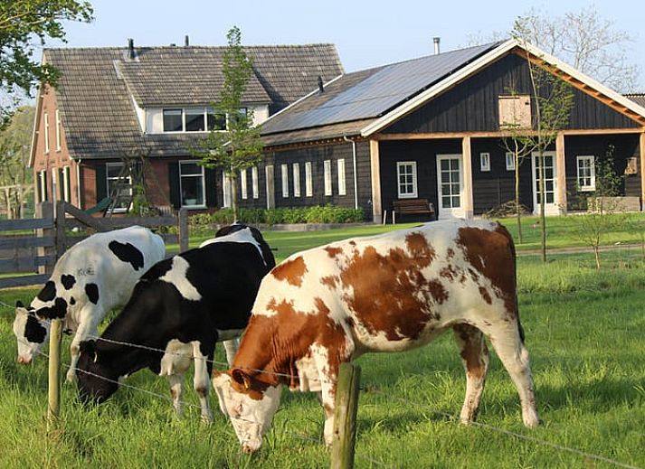 Cottage in Westendorp, a charming bed and breakfast in Achterhoek, Gelderland, with grazing cows in the green yard.