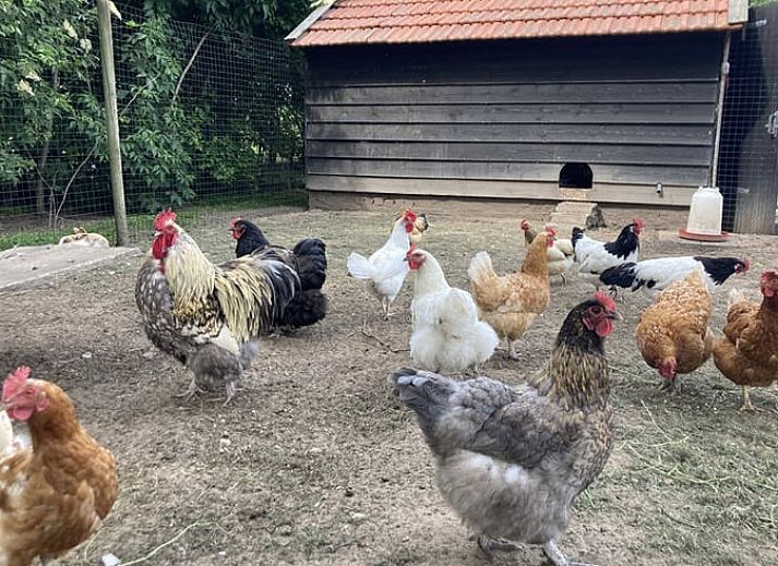 Bright room at Huisje in Westendorp, bed and breakfast in Gelderland, with wooden wardrobe and garden views.