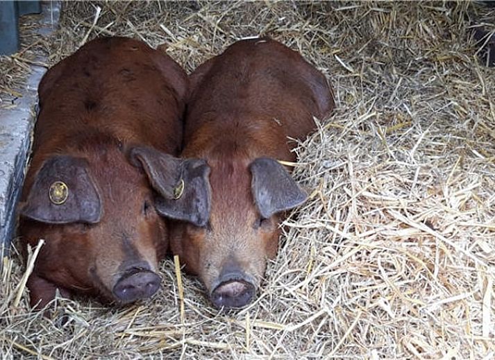 Bright room at Huisje in Westendorp, bed and breakfast in Gelderland, with wooden wardrobe and garden views.