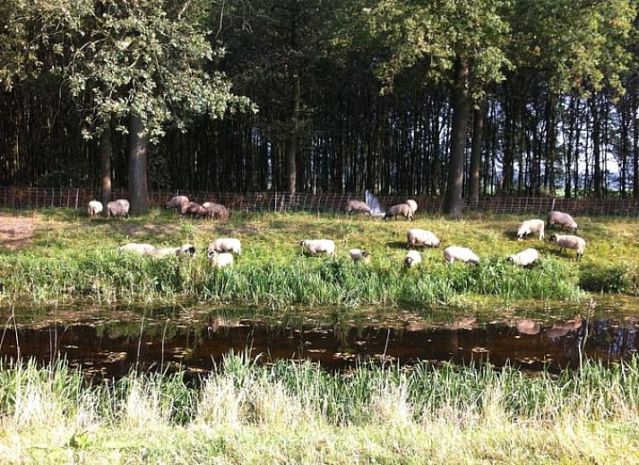 Guest house 291406 - Holiday property Achterhoek - Vakantiehuis in Varsseveld