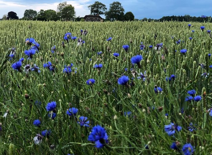 Unterkunft 291506 - Ferienhaus Achterhoek - Vakantiehuis in Eefde