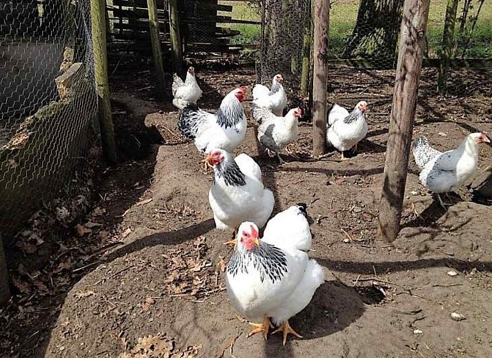 DG471 vakantiehuis in Aalten, Achterhoek. Traditioneel huis met groene luiken omgeven door groen.