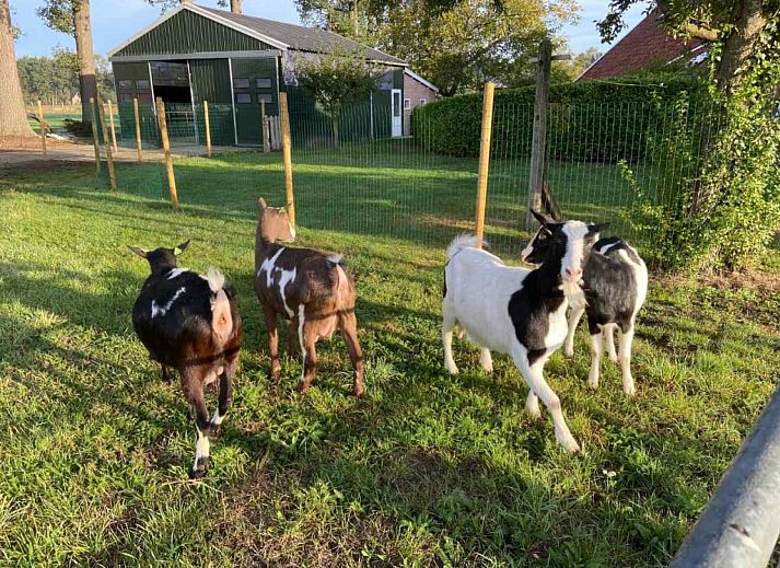 Kinderen spelen in een houten wagen bij DG471, vakantiehuis in de Achterhoek, omgeven door natuur.