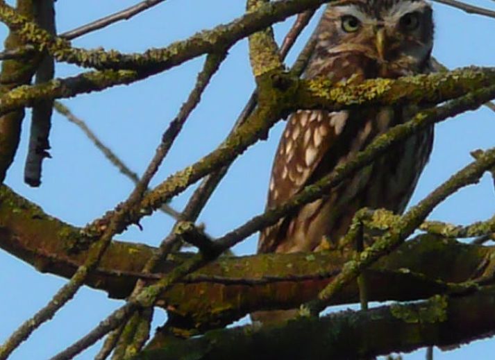 Gezellige slaapkamer in Vakantiehuis in Aalten, Achterhoek, Gelderland, met houten interieur en knusse sfeer.