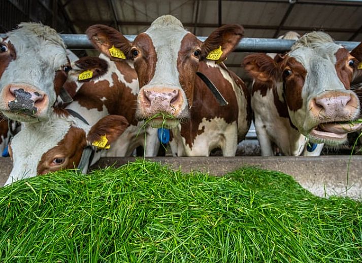 Relax in the charming Huisje in Aalten, a vacation home in the Achterhoek region of Gelderland, with an inviting terrace and green garden.