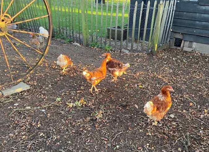 Front of vacation home DG529 in Aalten, Achterhoek with red brick facade and green door.
