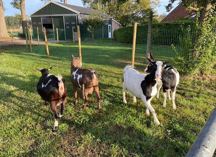 Green surroundings around vacation home DG529 in Aalten, Achterhoek, Gelderland.