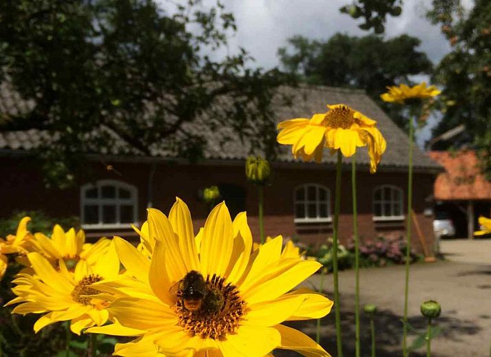 Sunny terrace at vacation home DG529 in Aalten, Achterhoek, with cozy seating area.