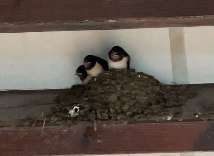Unterkunft 291793 - Ferienhaus Achterhoek - Vakantiehuisje in Aalten