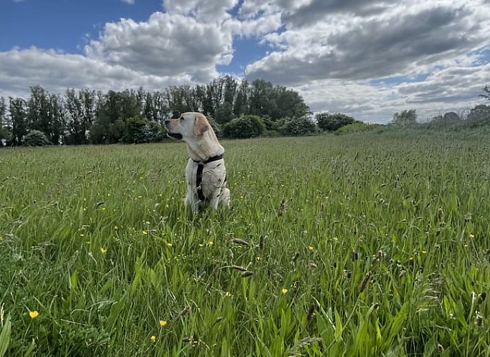 Gemuetliches Wohnzimmer des Ferienhauses in Laren, Achterhoek, Gelderland mit Blick auf den Garten und warmen Holzakzenten.