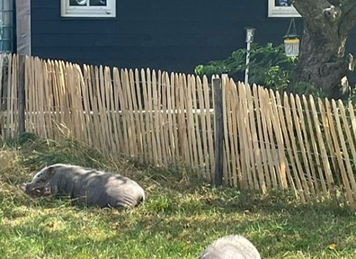 Cottage in Laren, a charming vacation home in the Achterhoek, Gelderland, surrounded by green nature and peaceful surroundings.