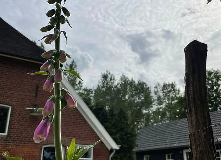 Cottage in Laren, a charming vacation home in the Achterhoek, Gelderland, surrounded by green nature and peaceful surroundings.